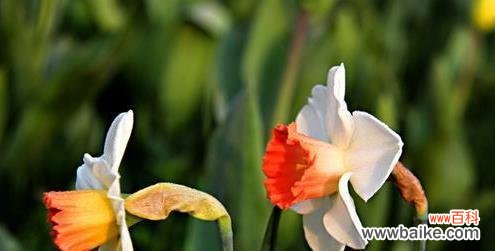 以洋水仙花语为主题的花卉文化探索 洋水仙花语之美——用花语传递心意