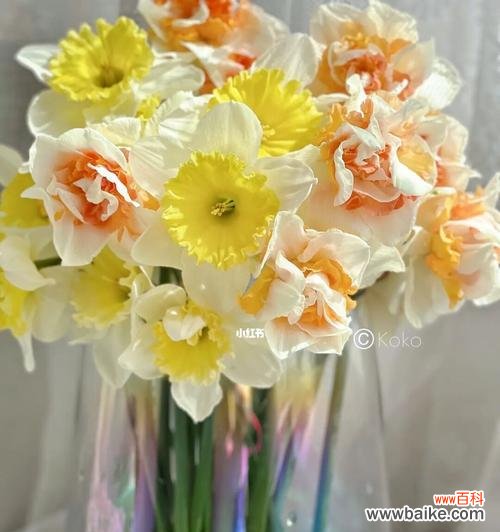 以洋水仙花语为主题的花卉文化探索 洋水仙花语之美——用花语传递心意