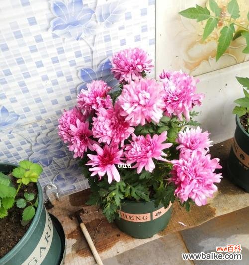 菊花养护小技巧 养菊花的意义与方法