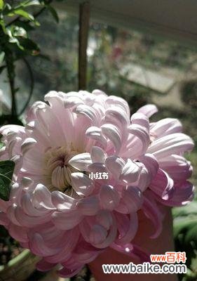 菊花养护小技巧 养菊花的意义与方法