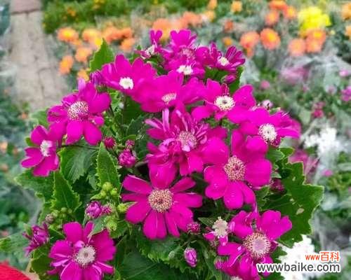 菊花养护小技巧 养菊花的意义与方法