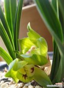 品味生活的乐趣 养兰花的意义与价值