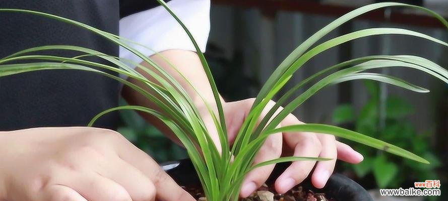 兰花的美丽与纯洁—— 养兰花的寓意及其重要性