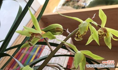 兰花的美丽与纯洁—— 养兰花的寓意及其重要性