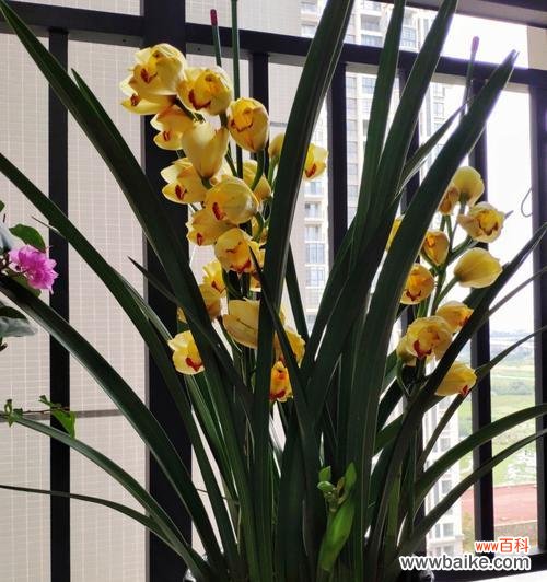 兰花的美丽与纯洁—— 养兰花的寓意及其重要性