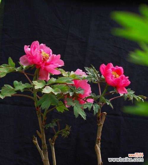 打造绚丽花海的关键 养牡丹的注意事项