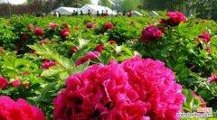打造绚丽花海的关键 养牡丹的注意事项