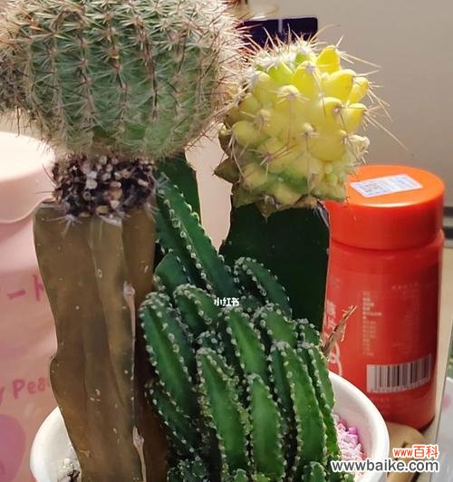 让仙人掌健康生长的关键 养仙人掌的注意事项