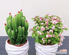 让仙人掌健康生长的关键 养仙人掌的注意事项