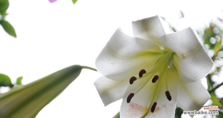 野百合花语的深刻寓意与独特之美 野百合