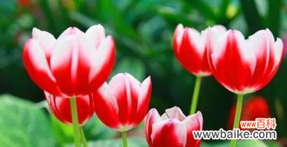 探寻野生郁金香的神秘花语与意义 野生郁金香的花语