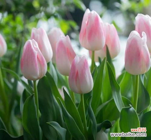 探寻野生郁金香的神秘花语与意义 野生郁金香的花语