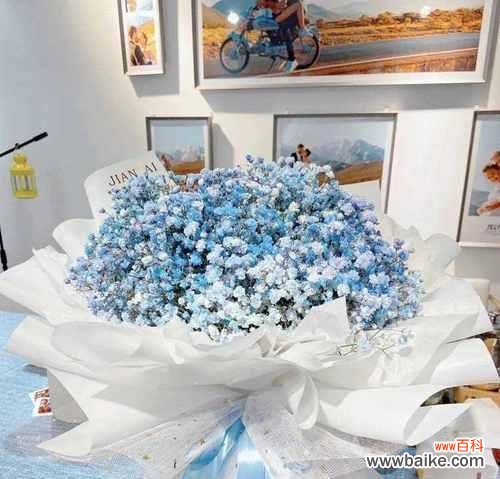 星光闪耀 满天星花语