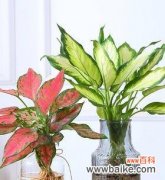 解读银皇后万年青花的奇妙意象 银皇后万年青花语