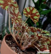 秋意浓郁的银色之星 银星秋海棠——花开花语的魅力