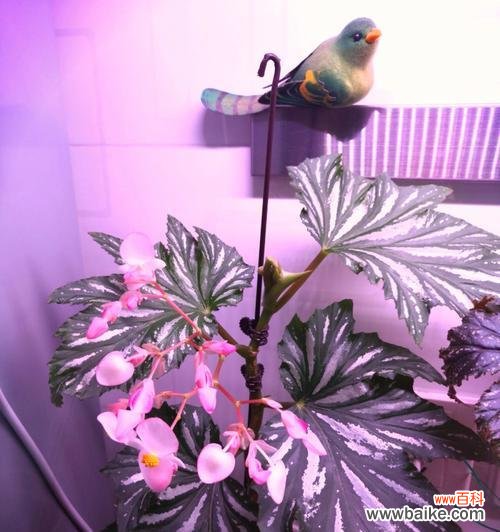 秋意浓郁的银色之星 银星秋海棠——花开花语的魅力