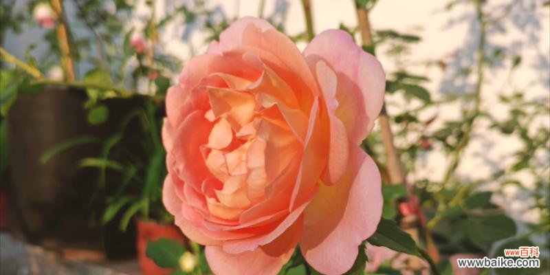 探索苗龄对植物生长的影响和应用 苗龄的含义及其重要性