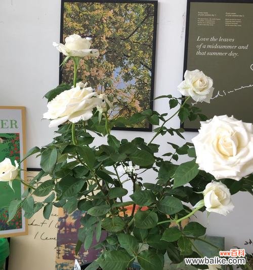 探索苗龄对植物生长的影响和应用 苗龄的含义及其重要性