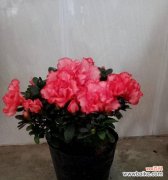 探索苗龄对植物生长的影响和应用 苗龄的含义及其重要性