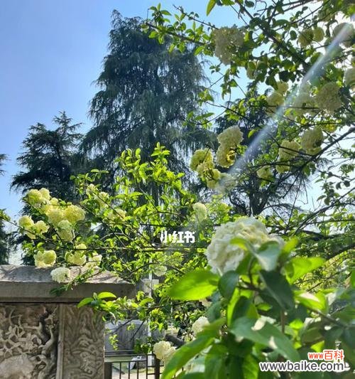 用木绣球花传达喜庆和吉祥的祝福 木绣球的花语——传达和谐与祝福