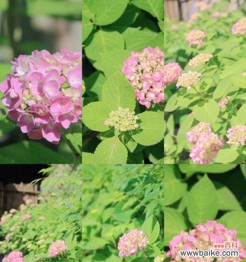 用木绣球花传达喜庆和吉祥的祝福 木绣球的花语——传达和谐与祝福