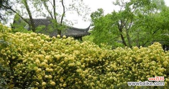 探寻木香花的寓意与象征 以木香花的花语