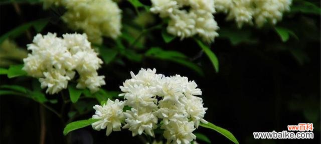 探寻木香花的寓意与象征 以木香花的花语