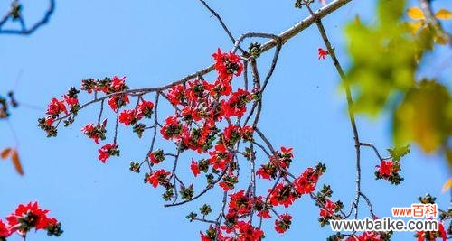 凝聚力量持久坚韧 木棉花的精神之美