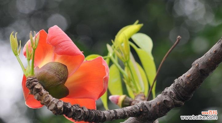 凝聚力量持久坚韧 木棉花的精神之美