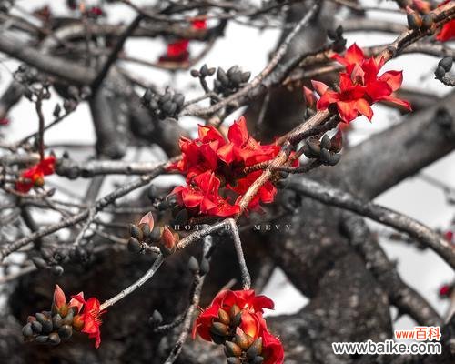 凝聚力量持久坚韧 木棉花的精神之美