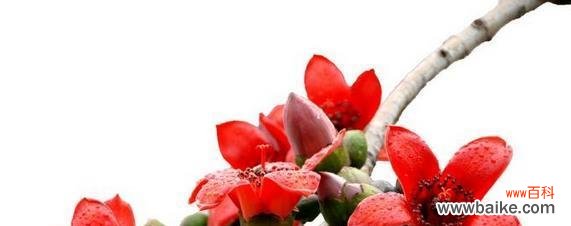 木棉花的花语及其传达的深刻寓意 木棉花语