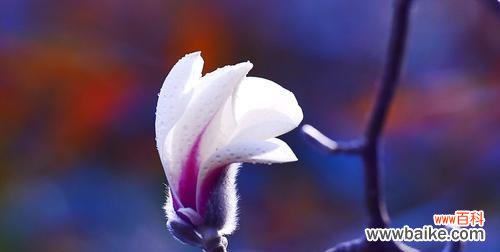 探寻木兰花背后的含义 木兰花的花语