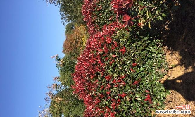 追寻内心 蓬径，一片心灵的栖息地