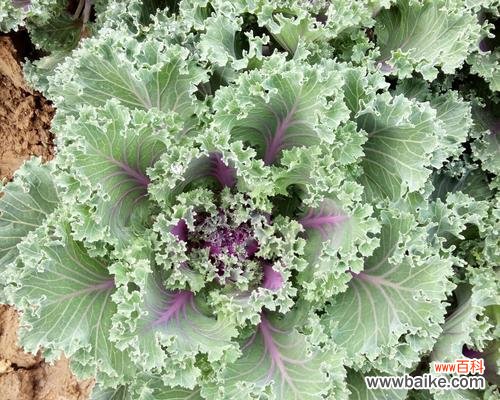 追寻内心 蓬径，一片心灵的栖息地