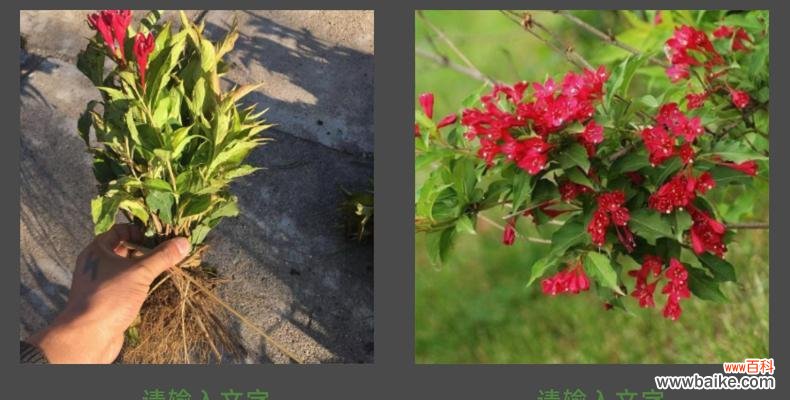 追寻内心 蓬径，一片心灵的栖息地