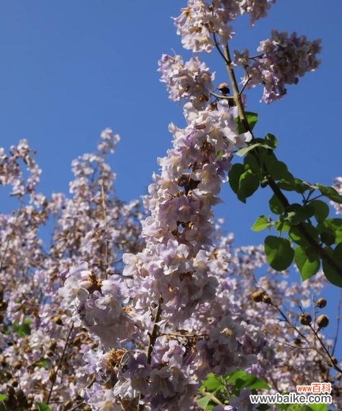 探寻泡桐花的花语及文化内涵 泡桐花的花语与美丽绽放