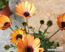 揭示万寿菊的花语之谜 南非万寿菊花语之美