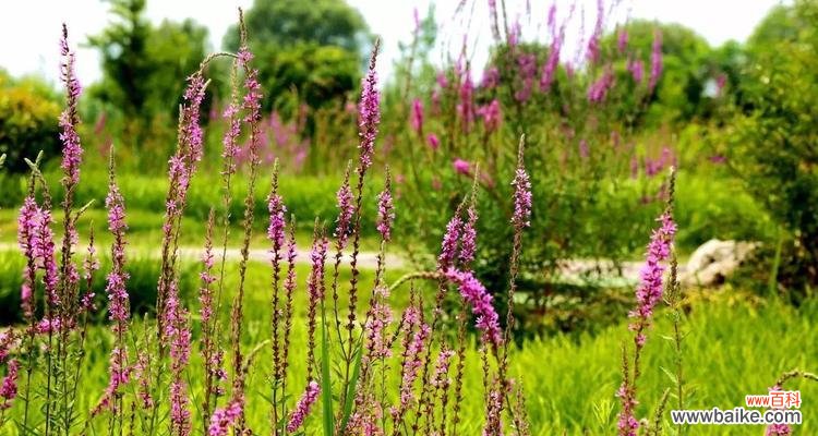 深情不悔 千屈菜的花语与寓意