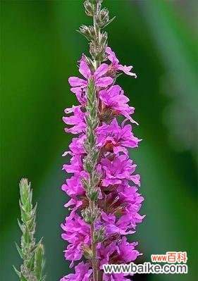 深情不悔 千屈菜的花语与寓意