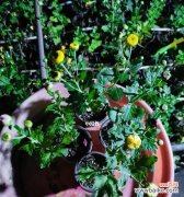 掌握正确的扦插方法 扦插苗的繁衍与栽培技巧