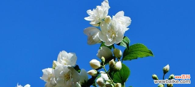 用花语诠释七叶树的深意 七叶树花花语