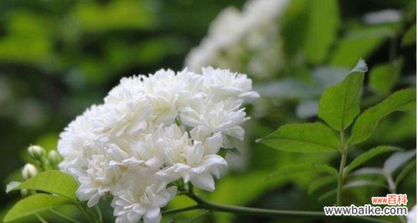 传递幸福与浪漫的七里香花语 七里香的花语与美好寓意