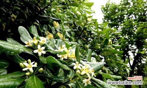 传递幸福与浪漫的七里香花语 七里香的花语与美好寓意