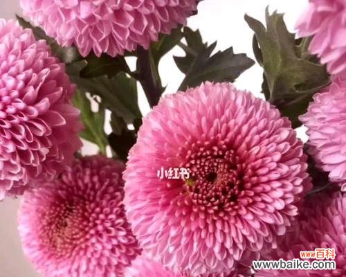 探寻乒乓菊花的含义及象征意义 乒乓菊的花语与寓意