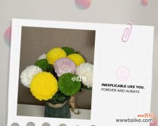 探寻乒乓菊花的含义及象征意义 乒乓菊的花语与寓意