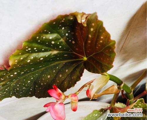 探寻银星海棠花语的深层含义 银星海棠花语