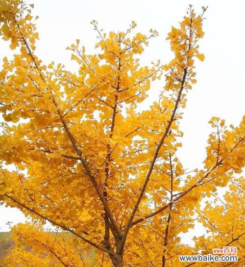 银杏叶子的寓意与象征 银杏叶子花语-秋天的黄金之美