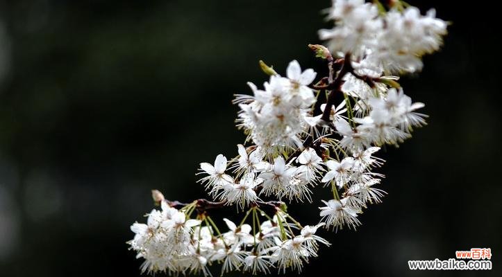 樱桃花的花语和相关传说 樱桃花之美