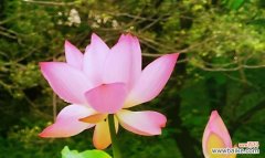 唤醒内心宁静与坚持的力量 荷花花语