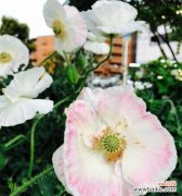 揭秘虞美人花所蕴含的神秘力量及其源远流长的传说 虞美人的花语与传说